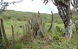 Anteprima di Echinopsis parviflora